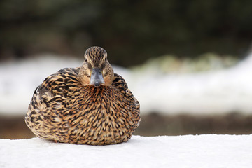 Beautiful wild duck sitting on the snow and looking straight. Female mallard duck on a blurred nature background. Copy space