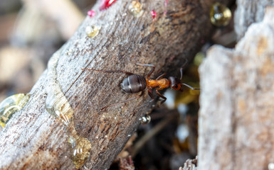 big red forest ant in natural habitat