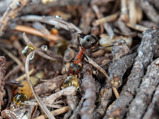 big red forest ant in natural habitat
