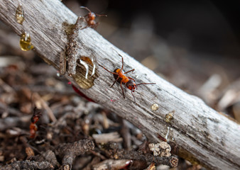 big red forest ant in natural habitat