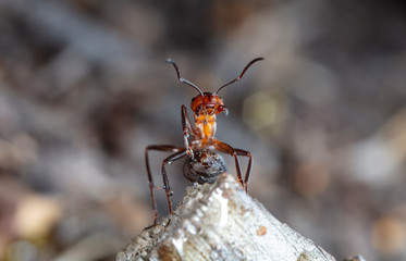 big red forest ant in natural habitat