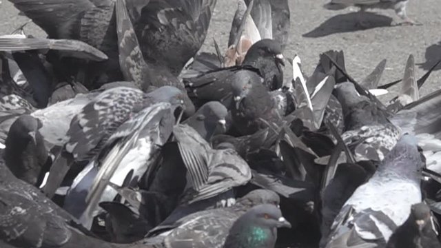 Bustle hustle and bustle among city pigeons are gregarious birds. Super slow motion 1000 fps