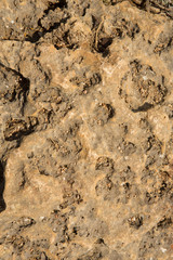 brown stone texture, close-up stone background texture
