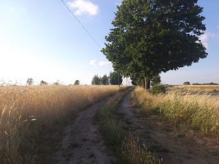 road in the countryside