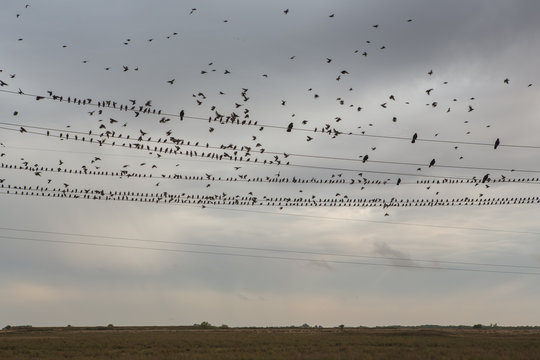 Birds sitting in line on a telephone line