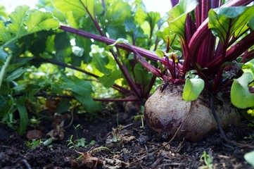 Red beet in the garden