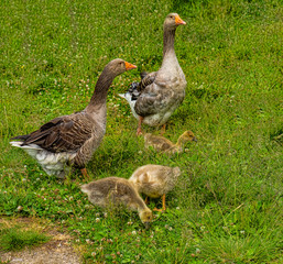 family of geese in the clear summer afternoon