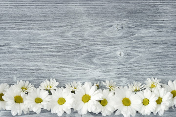 Beautiful chrysanthemum flowers arranged in a row on a gray wooden background. White marguerites. Top view. Copy space