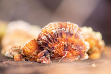 Conks on a tree trunk