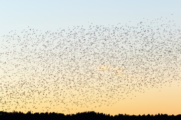 Large flock of birds in silhouette in dusk over the forest