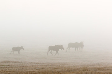 Moose flock in dawn mist on a field