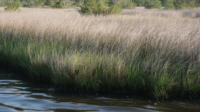 nature trail walkway through a spartina grass marsh near Topsail Beach, North Carolina. Spartina Marches protect the mainland from damage by ocean storms and hurricanes.