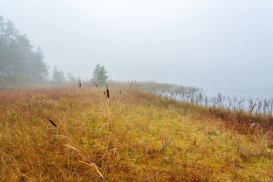 Forest bog on a lake in the fog