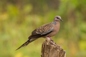 Obraz premium bird of prey