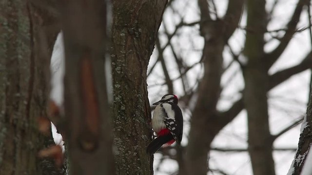 Great spotted woodpecker (Dendrocopos major) knocking on wood
