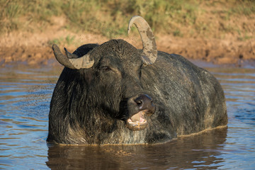 Riverine Buffalo also called Asian buffalo in water with flies