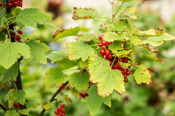 ripe red current fruit ready to be picked harvested red current healthy summer vitamin superfood