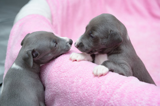 Szczeniaki whippety charty bawią się błękitne rodzeństwo