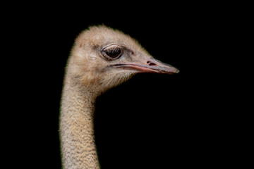 Fototapeta premium an ostrich relaxing and walking through a meadow