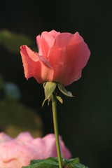 Pink Rose