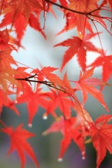 紅葉 もみじ 赤い葉
