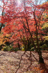 Naklejka premium 奥丹波 紅葉