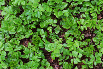 Young green plants and old brown tree leaves wet after the rain. Spring grass. Nature background. Top view