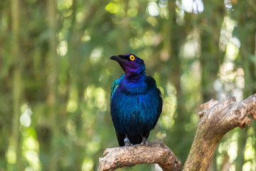 bird in zoo funny beautiful 