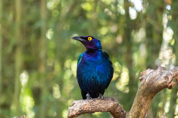 bird in zoo funny beautiful 