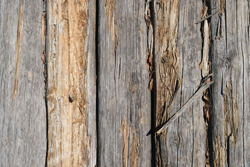Dry weathered rotten wood logs with some dry brown leaves between them. Old cracked wood texture background. Top view