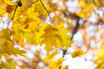 Natural autumn background of yellow oak leaves in sunlight and soft beautiful bokeh