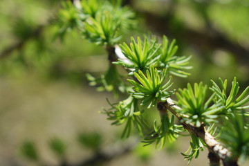 New spring green needles of a larch (larix, tamarack) tree in the sunlight. Selective focus