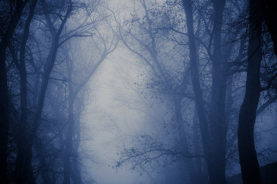Photo of a foggy twilight forest, silhouettes of trunks and branches in the dark and mist, mystical halloween background