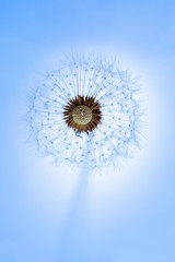 Half bald head of a dry dandelion with seeds. Top view. Closeup. Selective focus. Partial blue toning