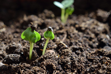 Young green plants growing out of the soil. New sprouts of Lavatera (tree mallow) flower in the sunlight. Side view