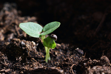 Young green plants growing out of the soil. New sprouts of Lavatera (tree mallow) flower in the sunlight. Side view. Copy space