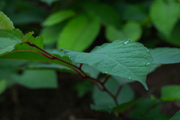 green leaf with water drops