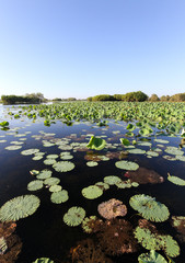Lily pads in a wetland, Corroboree Billabong, Northern Territory, Australia