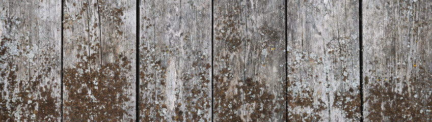 Natural gray wooden planks covered by gray and brown lichen. Weathered uncolored rustic panorama texture background
