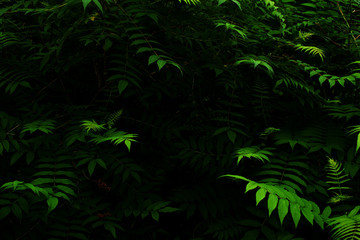 Green leaves of  Sorbaria Sorbifolia (Ural false spiraea, schizonotus, Spiraea pinnata). Summer foliage in the night. Dark background