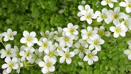 White flowers of Saxifrage paniculate plant (Saxifraga, rockfoil, deertongue) against blurred green...
