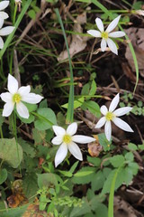 ゼフィランサス