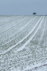 Light snow in field