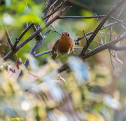 Robin in tree