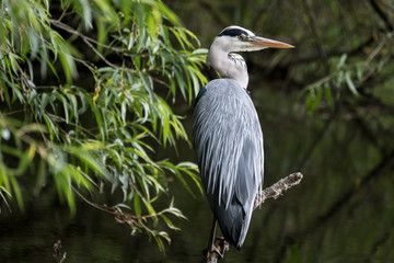 Heron in tree