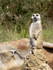Female Meerkat, Suricata suricatta, on guard