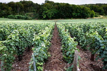Fototapeta na wymiar Champagne vines Marne valley France