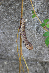 ビロードスズメガの幼虫