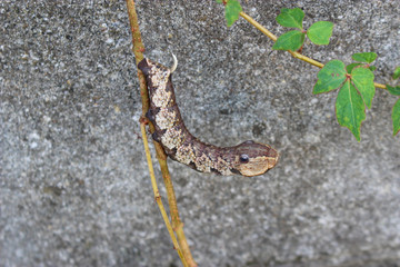 ビロードスズメガの幼虫