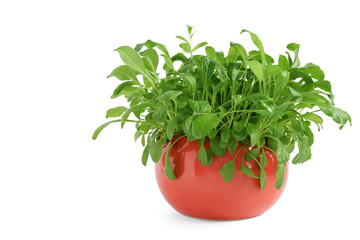Small wet green plants in orange enameled ceramic pot isolated on white background. Potted greenery with water drops. Closeup. Copy space. Focus stacking